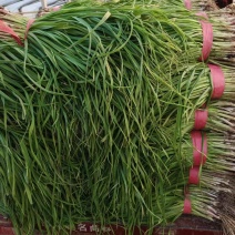 红根蒜苗大量接单产地直发品质保证诚信合作欢迎来电