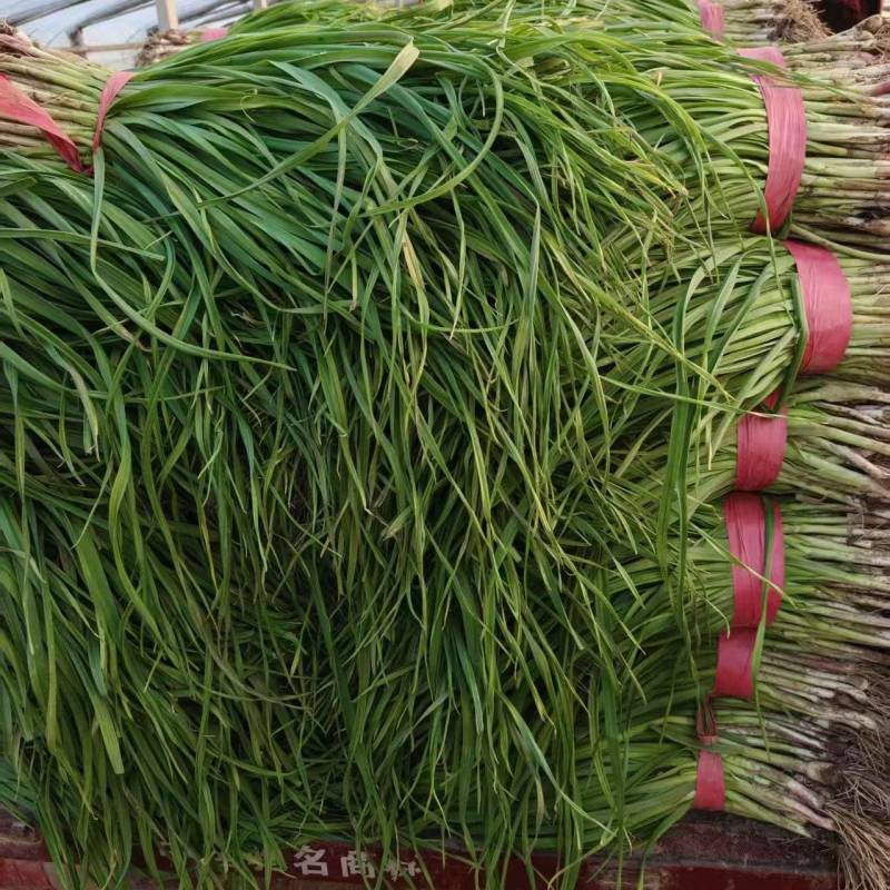 红根蒜苗大量接单产地直发品质保证诚信合作欢迎来电