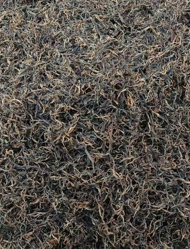 云南秋季普洱红茶/老树生态红茶/产区直发/大量现货