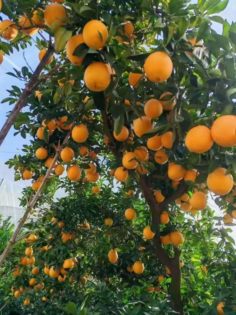 现摘现发，新鲜美味健康
