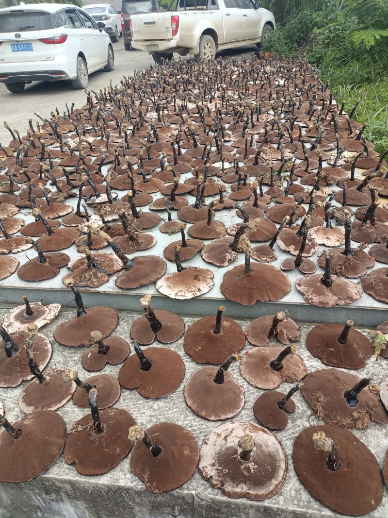 紫灵芝，林下种植，仿野生紫灵芝。