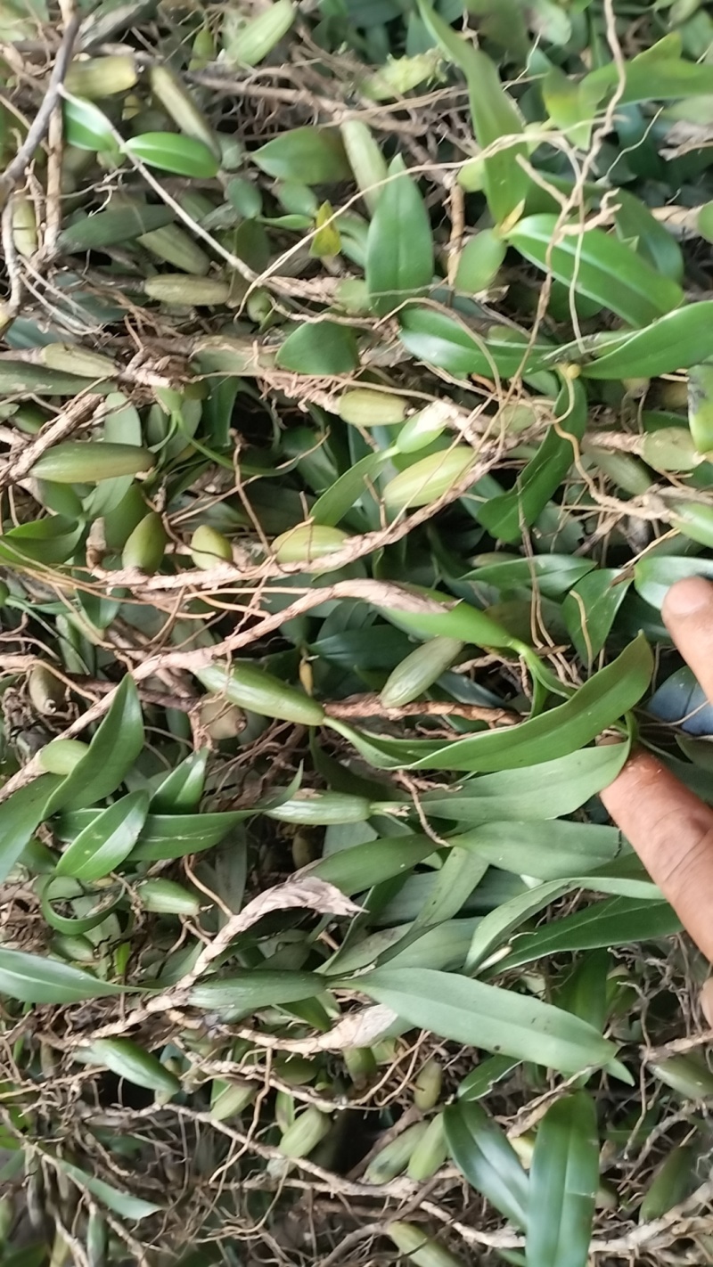 双叶中果石橄榄