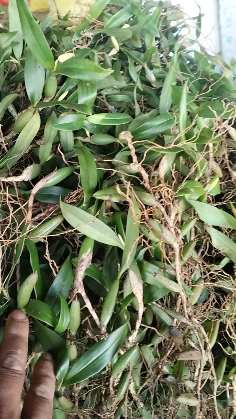 双叶中果石橄榄
