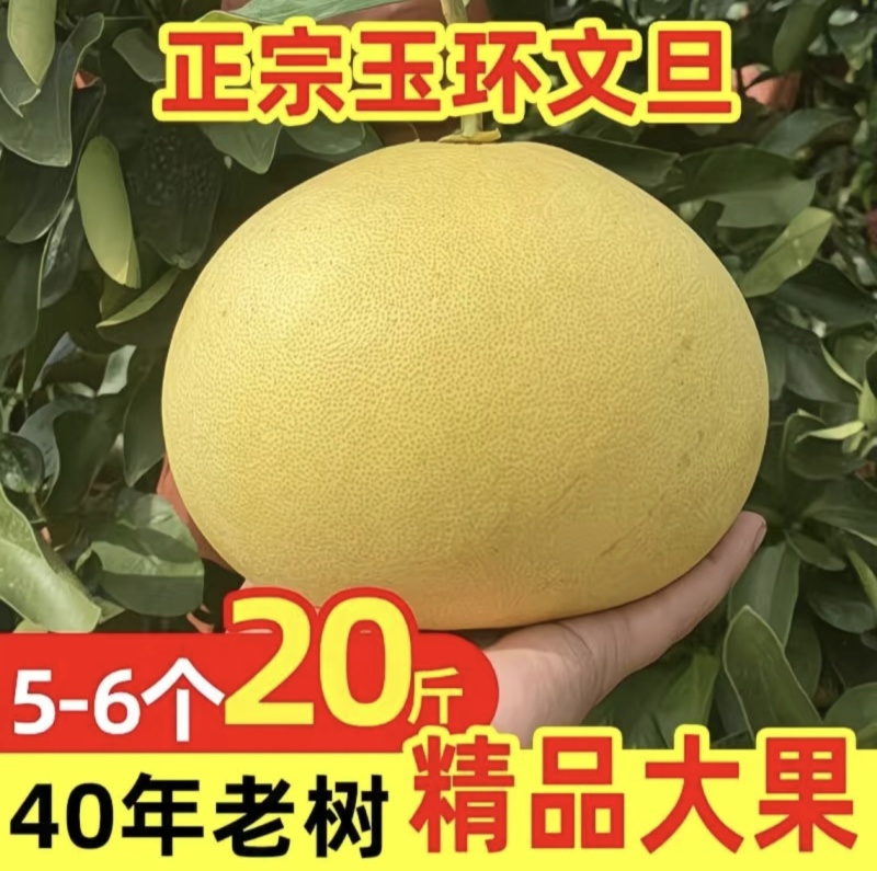2025新鲜应季水果文旦柚子自产自销