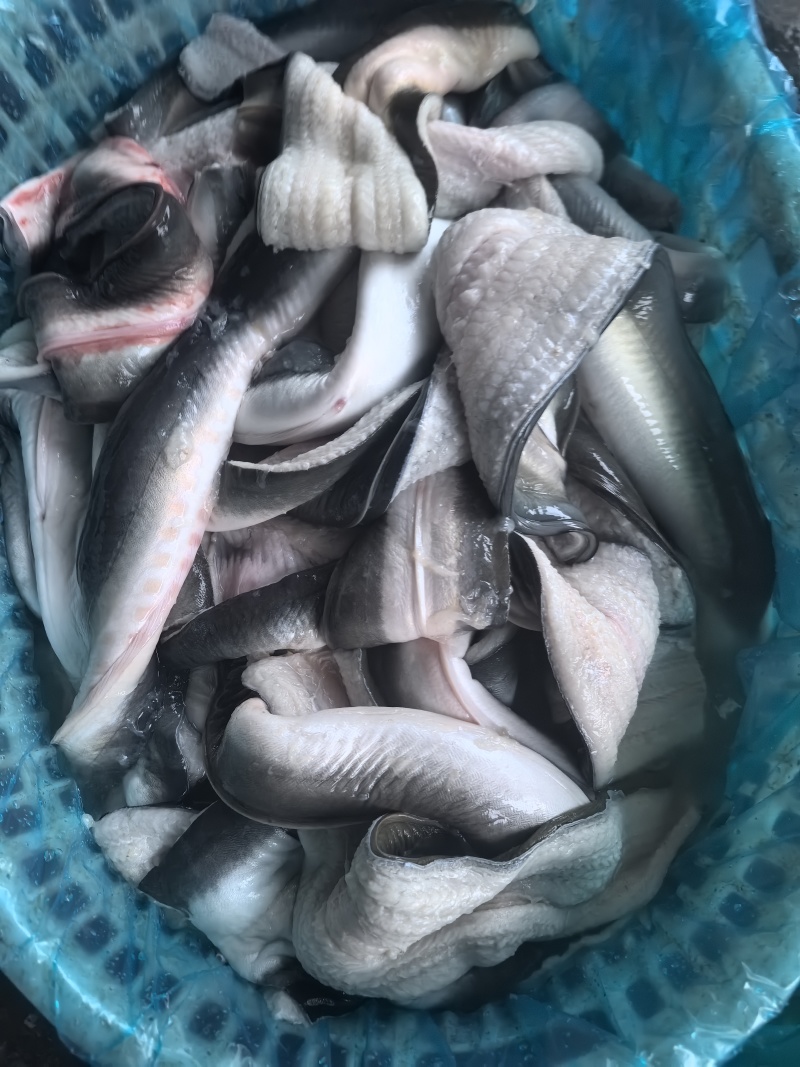 冰鲜鳗鱼片，冰鲜发货，日本鳗，美洲鳗，长期有货