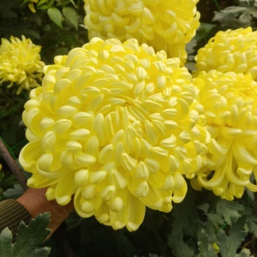 糖心菊