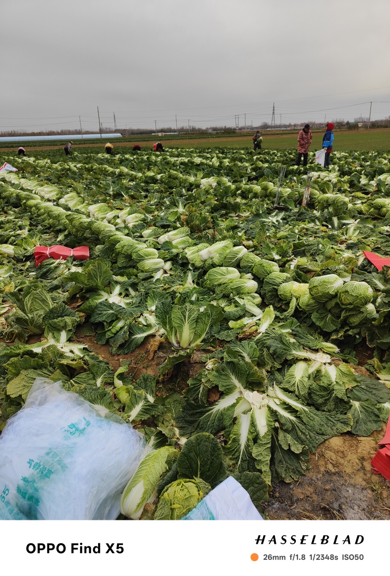 大白菜上市中货源充足价格美丽