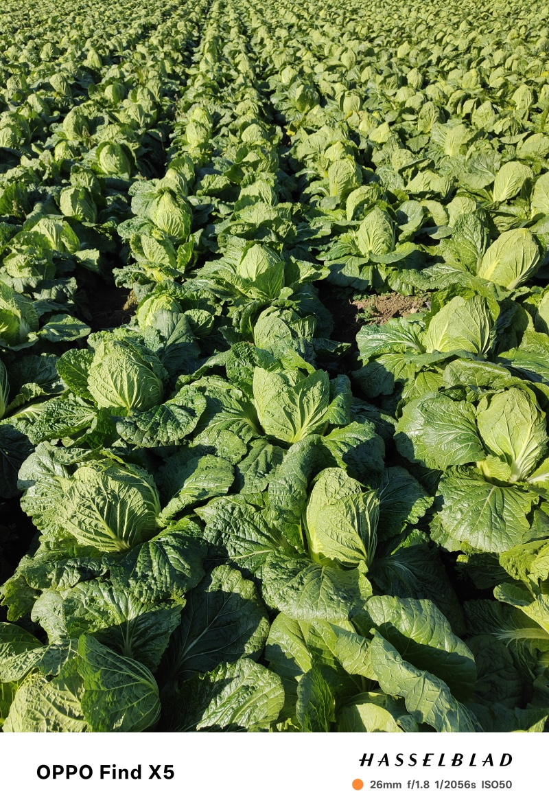 大白菜上市中货源充足价格美丽