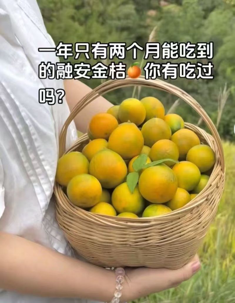 融安金桔滑皮脆密
