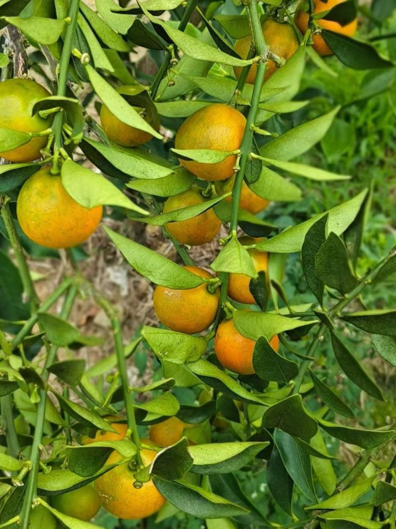 融安金桔滑皮脆密
