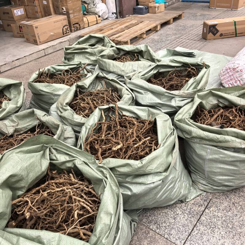 大通草根