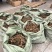 大通草根