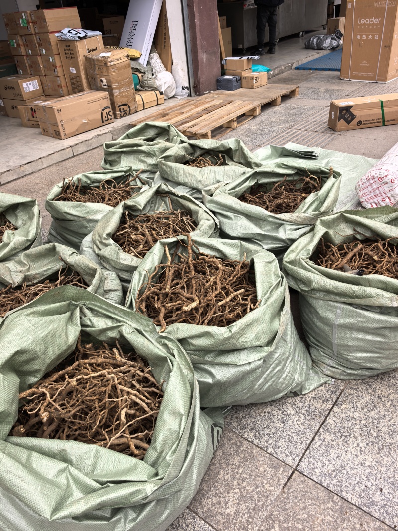 大通草根