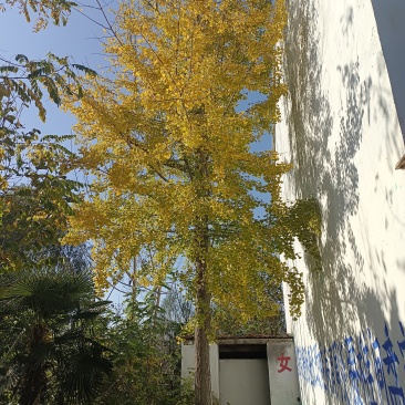 白果树