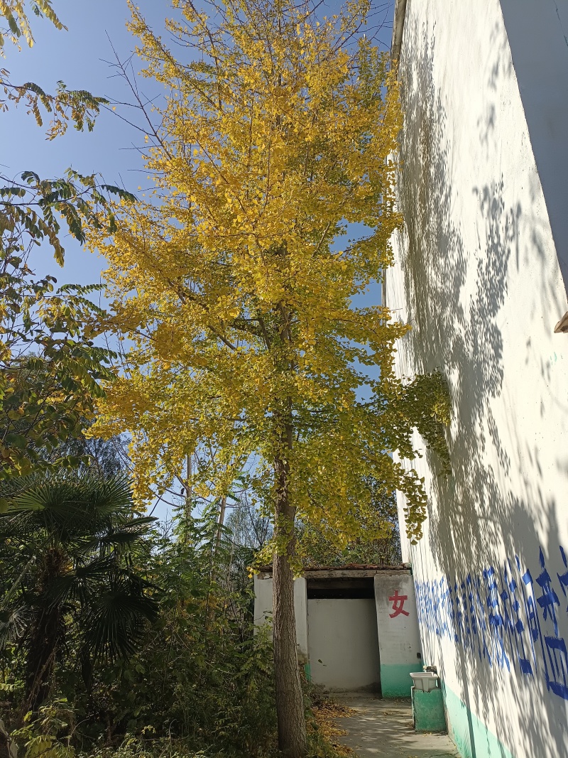 白果树