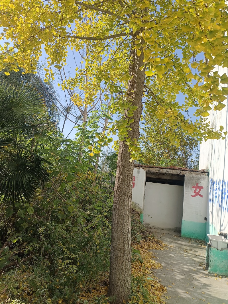白果树