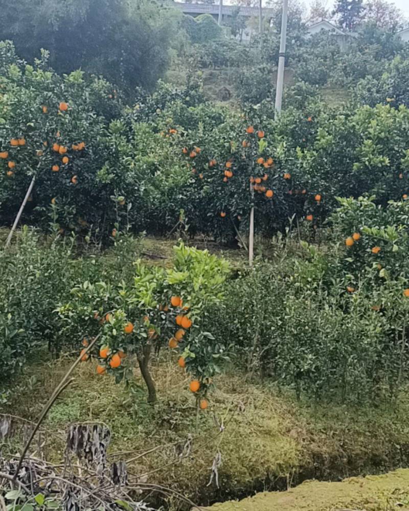 秭归脐橙代办，大量供货