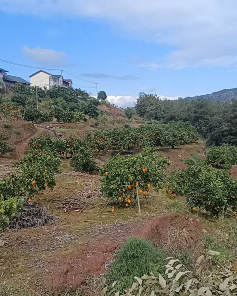 秭归脐橙代办，大量供货