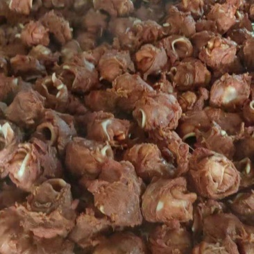 多肉棒骨节