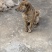 青年虎斑犬。母犬30斤。黑舌