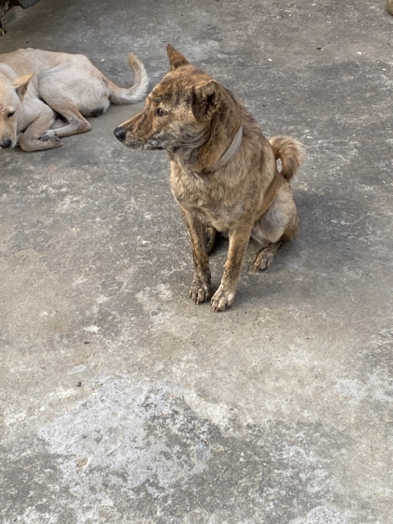 青年虎斑犬。母犬30斤。黑舌