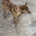 青年虎斑犬。母犬30斤。黑舌