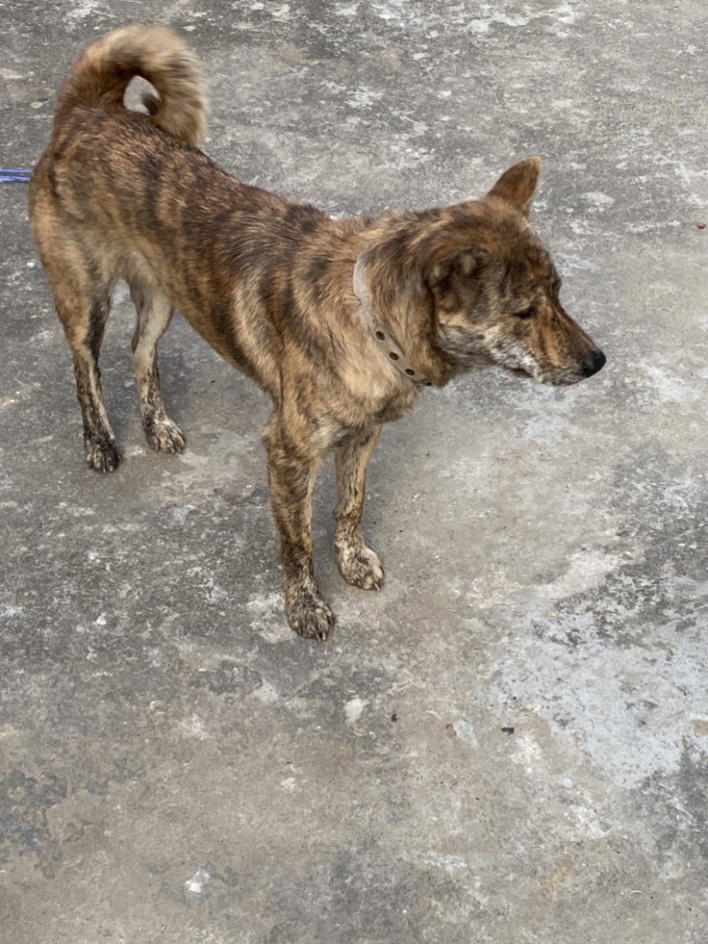 青年虎斑犬。母犬30斤。黑舌