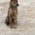 青年虎斑犬。母犬30斤。黑舌