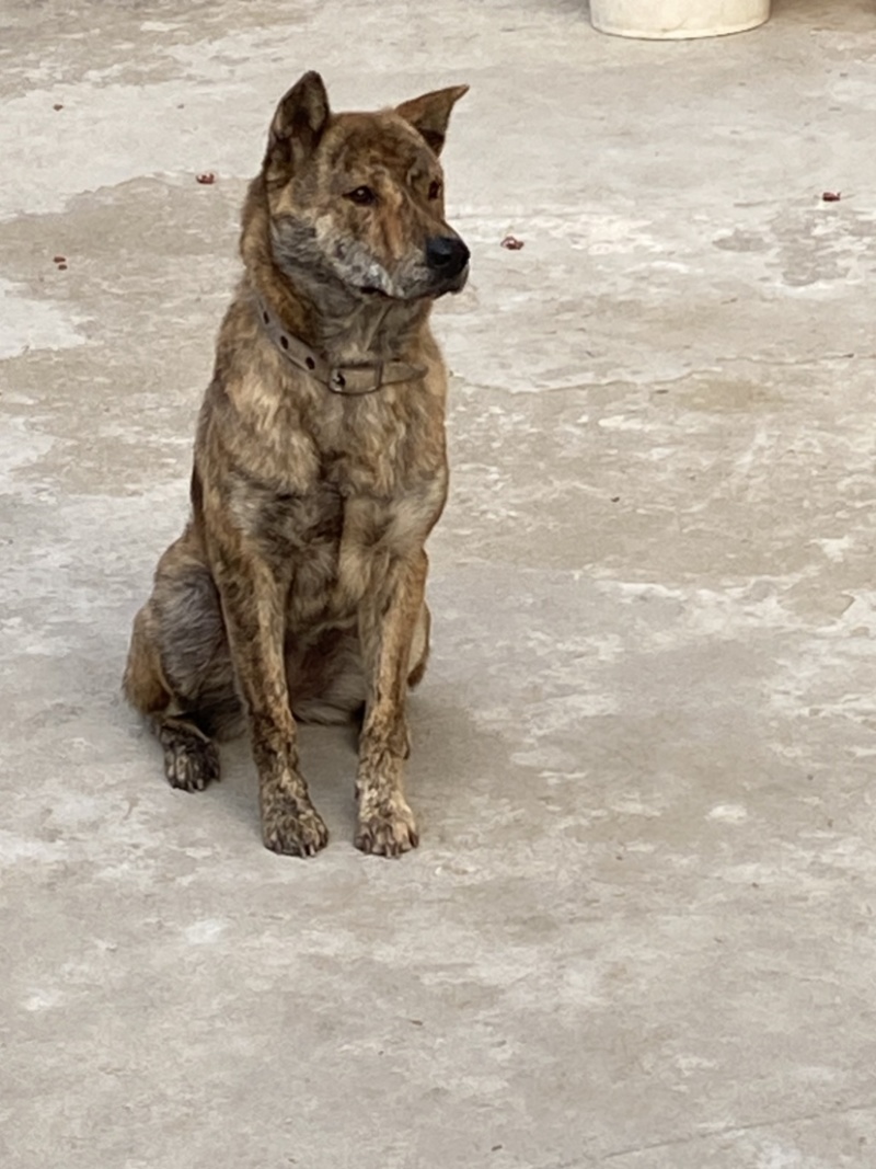 青年虎斑犬。母犬30斤。黑舌