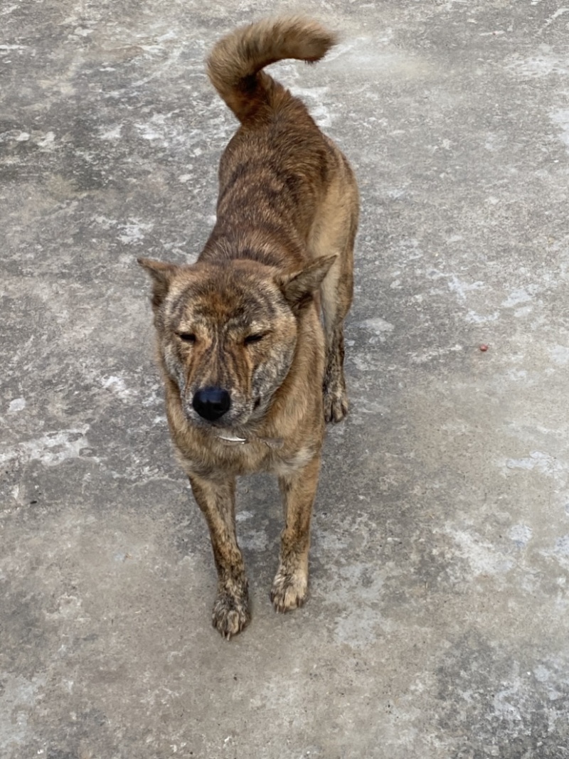 青年虎斑犬。母犬30斤。黑舌