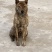 青年虎斑犬。母犬30斤。黑舌