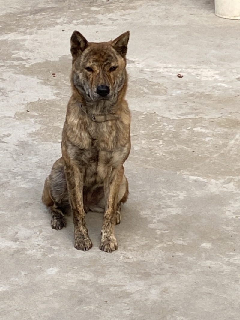 青年虎斑犬。母犬30斤。黑舌