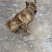 青年虎斑犬。母犬30斤。黑舌