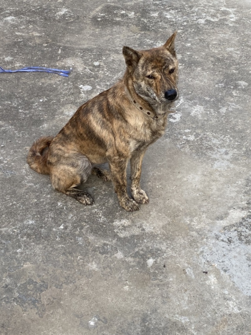 青年虎斑犬。母犬30斤。黑舌
