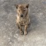 青年虎斑犬。母犬30斤。黑舌