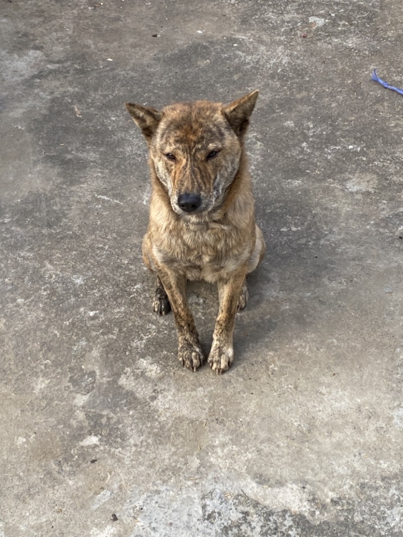 青年虎斑犬。母犬30斤。黑舌
