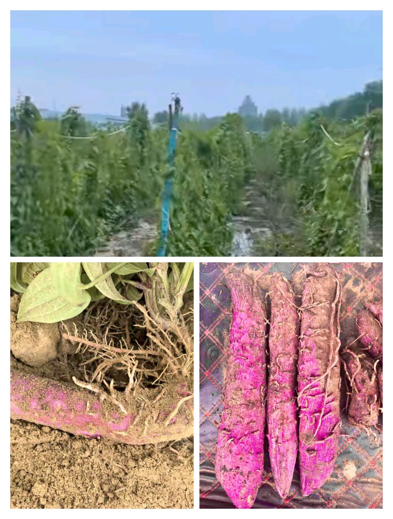 紫玉山药干片