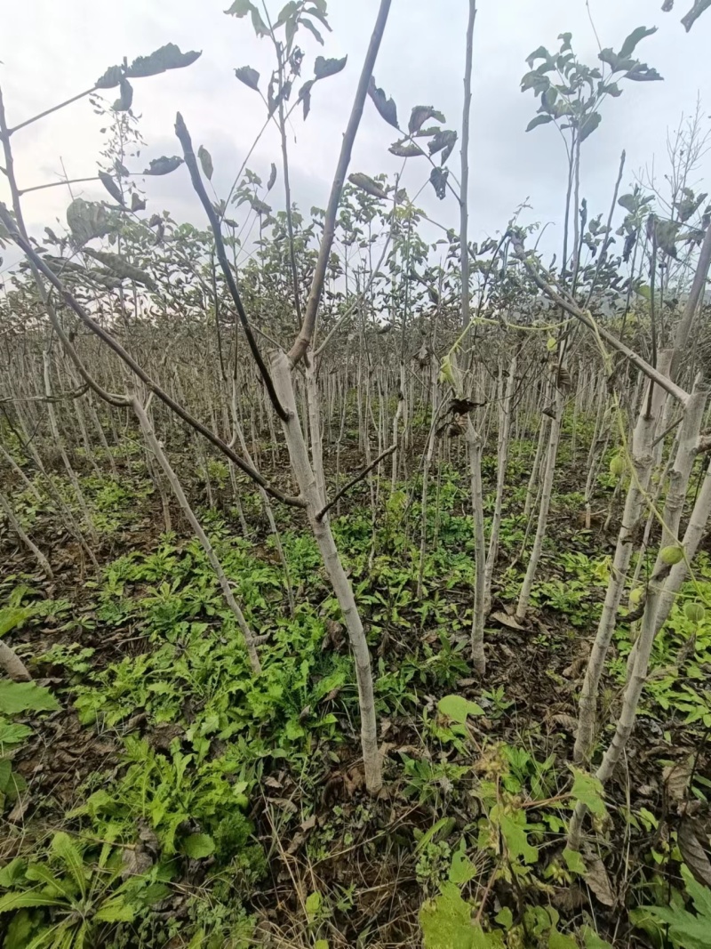 核桃苗基地核桃苗批发核桃苗产地直销