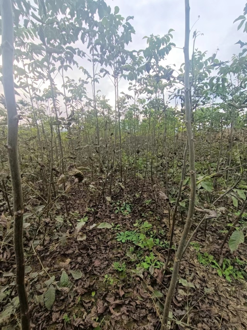 核桃苗基地核桃苗批发核桃苗产地直销
