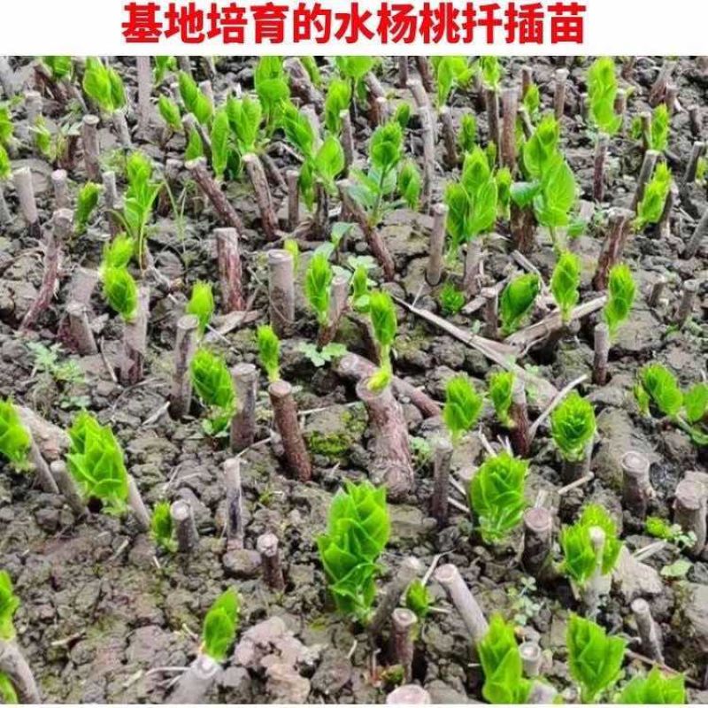 水杨桃砧木猕猴桃嫁接砧木苗水杨桃实生砧木苗水杨桃扦插实生苗