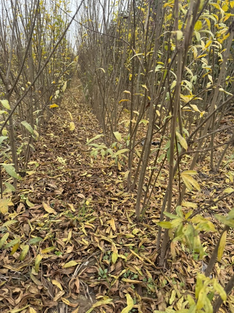 精选突尼斯软籽石榴黑籽石榴，泰山红石榴，硬籽石榴