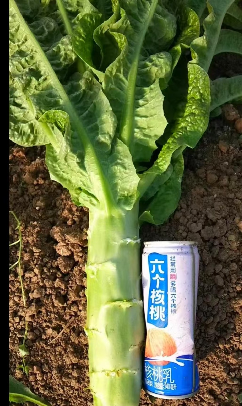 精品莴笋