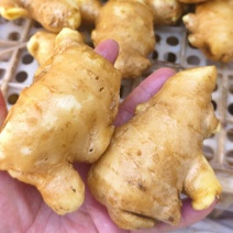 姜母！小黄姜姜母，大姜姜母货源充足价格几毛钱代发货