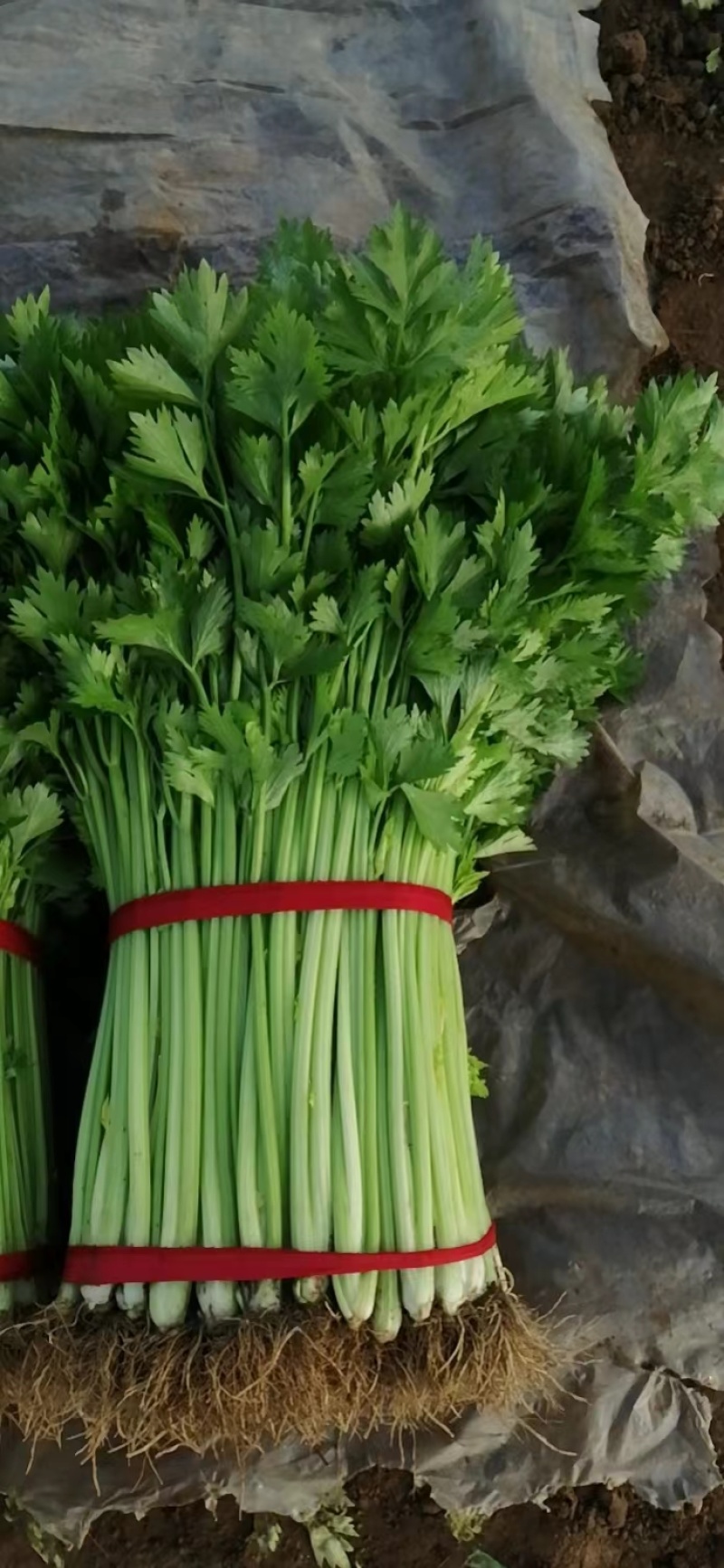 芹菜（小香芹），大棚芹菜大量上市，质量好无烧心
