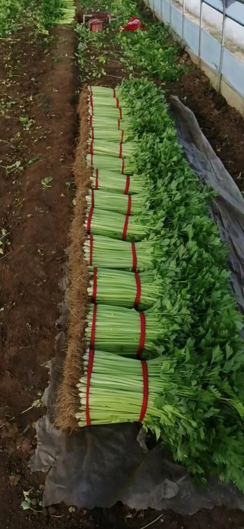 芹菜（小香芹），大棚芹菜大量上市，质量好无烧心
