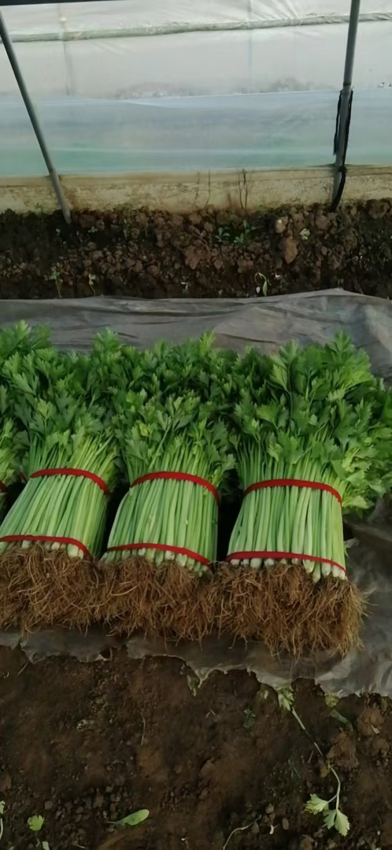 芹菜（小香芹），大棚芹菜大量上市，质量好无烧心