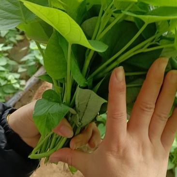 红薯尖，番薯叶，