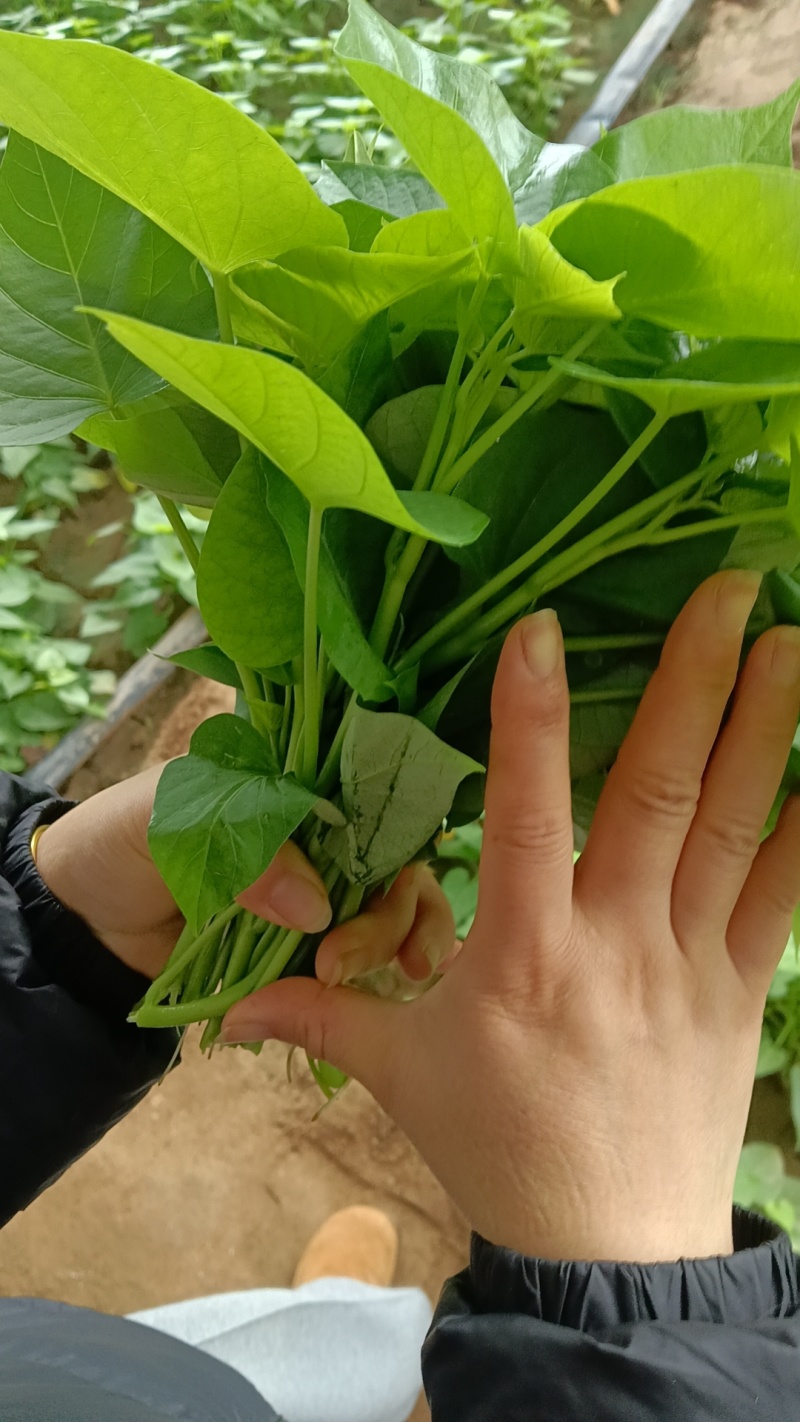 红薯尖，番薯叶，