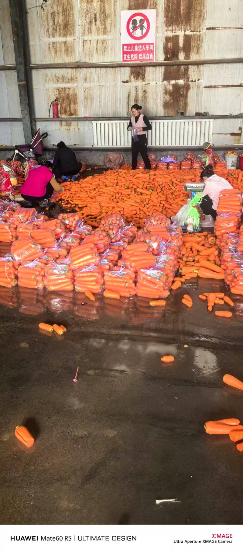 精品三红胡萝卜大量接单，可视频看货，欢迎来电咨询