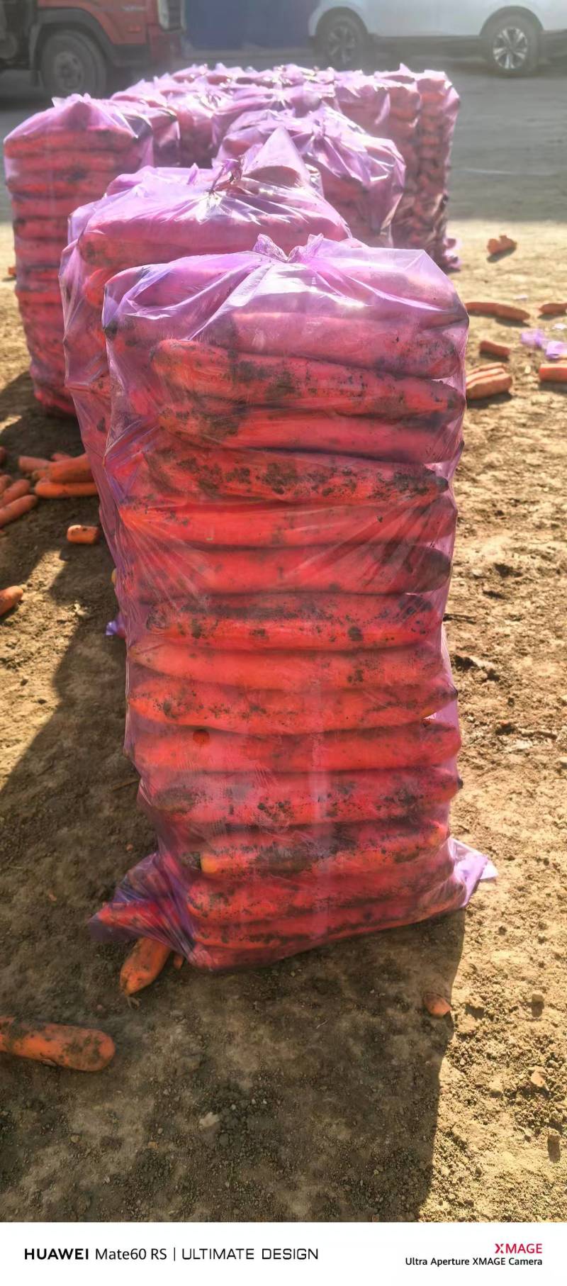 精品三红胡萝卜大量接单，可视频看货，欢迎来电咨询